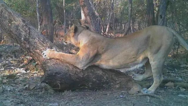 గుజరాత్ ఫారెస్ట్ డిపార్ట్మెంట్
