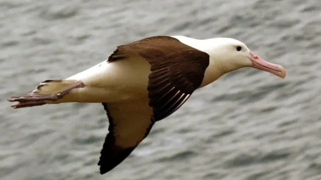 అలుపు లేకుండా రోజుల తరబడి ఎగరుతూ ప్రయాణించడంలో ఎల్బట్రాస్ దిట్ట