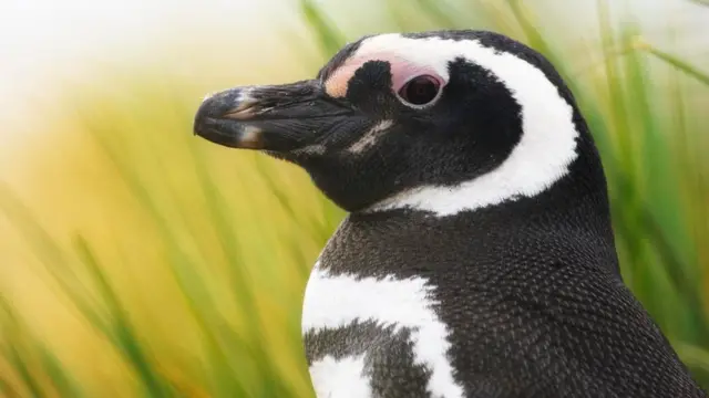 மகெலனிக் பென்குயின்