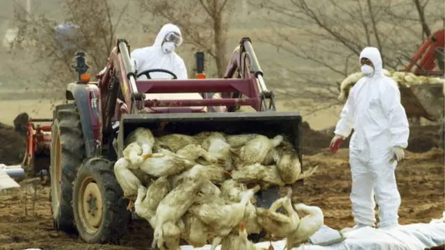 Awọn adiẹ ti lukuluku pa