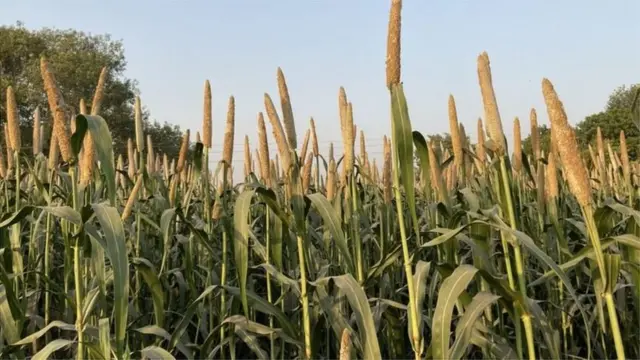 باجرے کا کھیت