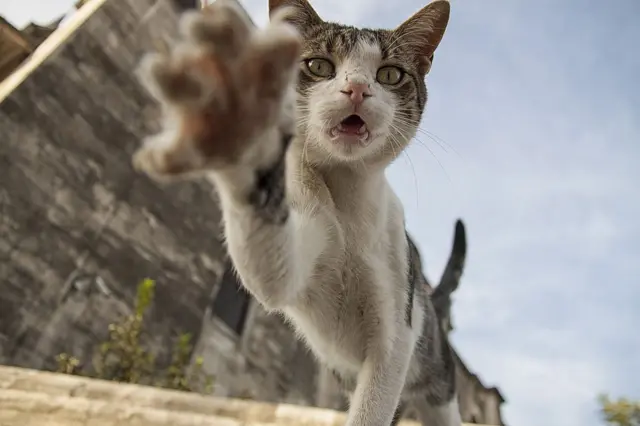 Gato quiere tomar la cámara.