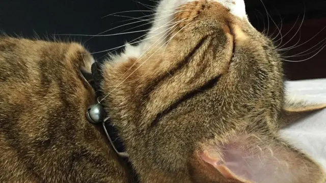 Зачем кошка нюхает нос человека, что скрывается в этом