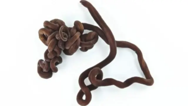 Abinci na tafiya mai nisa a cikin wannan tsutsar (Ribbon worm Llongissimus)