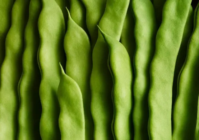 зеленые стручки бобов