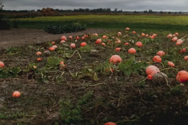 Ukrayna, Çernobıl, qadağan zona, tərk edilmiş kənddə balqabaq tarlası