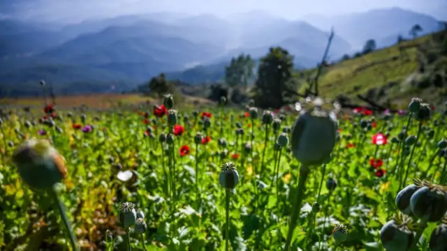 মিয়ানমারের একটি পপি ক্ষেত।