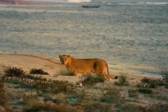 ગુજરાત, ગીર, ગીરના સિંહ, બીબીસી ગુજરાતી, જૂનાગઢ, ગીર અભયારણ્ય