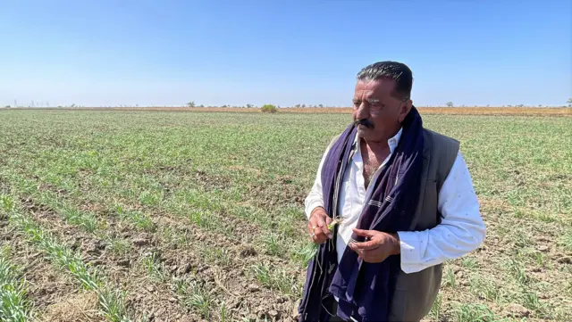 ભાલિયા ઘઉં, ગુજરાતમાં ખેતી, ઘઉંની ખેતી, બીબીસી ગુજરાતી, ભાલ પંથક, અમદાવાદ, સુરેન્દ્રનગર, ભારતમાં ખેતી, શિયાળું પાક