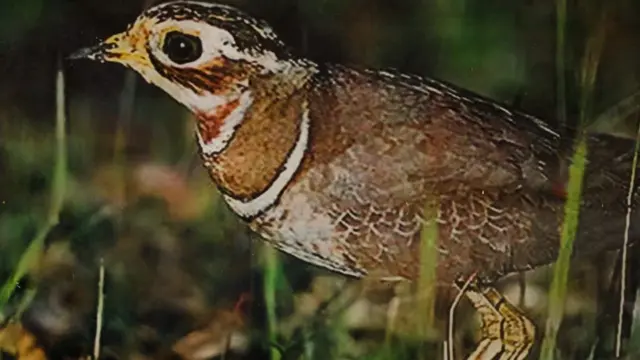 కలివికోడి 