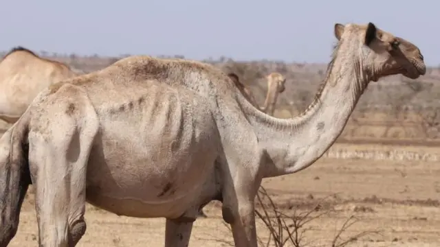 Chameaux dans une région aride du nord du Kenya