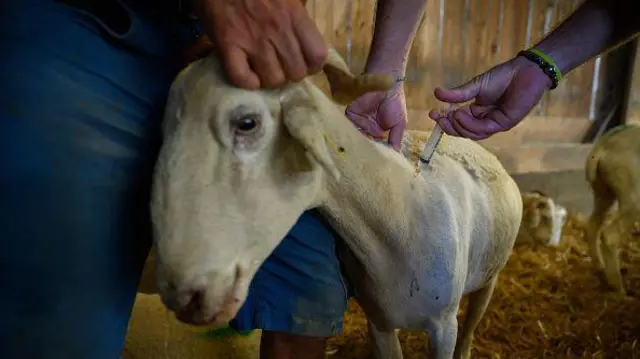 Козу тримають за роги людина в синіх шортах, поки інша робить їй укол