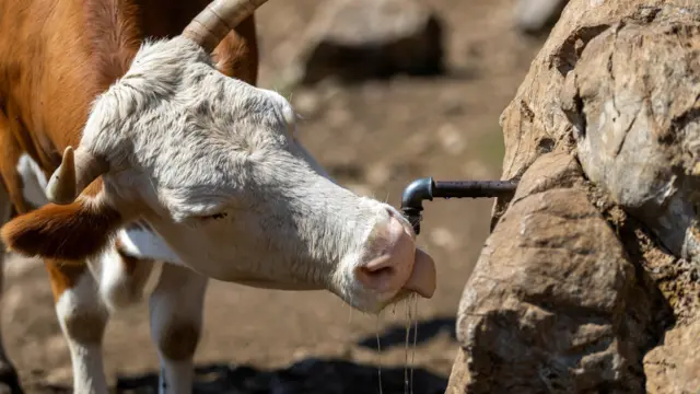 Krava pije sa izvora na Suvoj planini