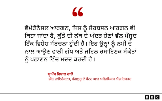ਕੈਂਸਰ, ਕੁੱਤੇ