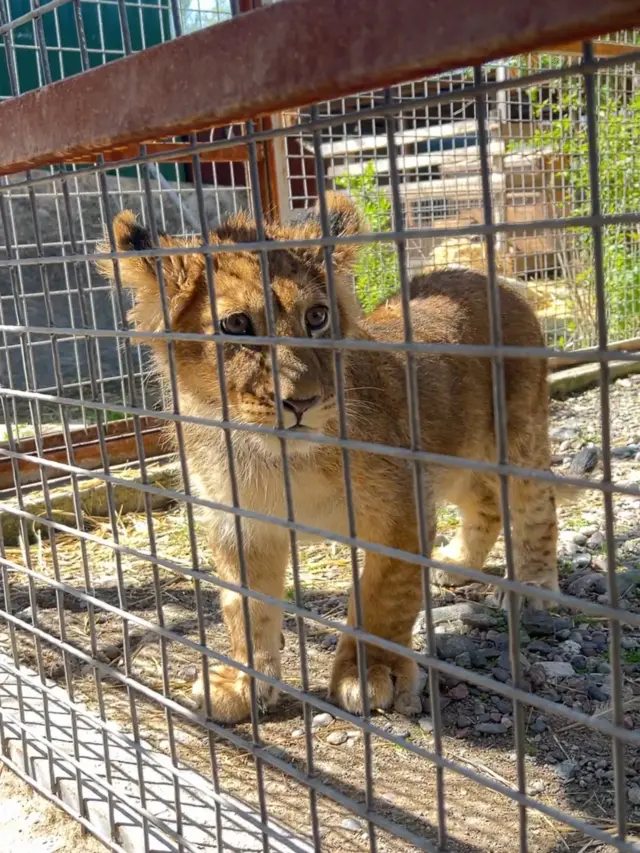 Кантсе да арстандын балдары да. Күн санап сынына келе баштаптыр...
