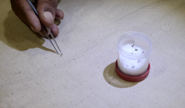 ઝિકા વાઇરસ, મચ્છર, બીબીસી ગુજરાતી, ગુજરાત, વાઇરસ ચેપ