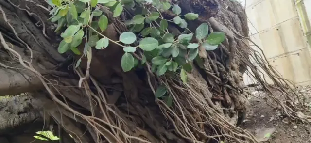 सांगलीतील कोसळलेला ऐतिहासिक 500 मीटर विस्ताराचा वटवृक्ष कसा वाचवता येईल?