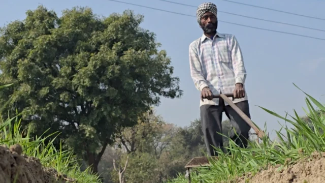 ਬੈੱਡ ਫਾਰਮਿੰਗ