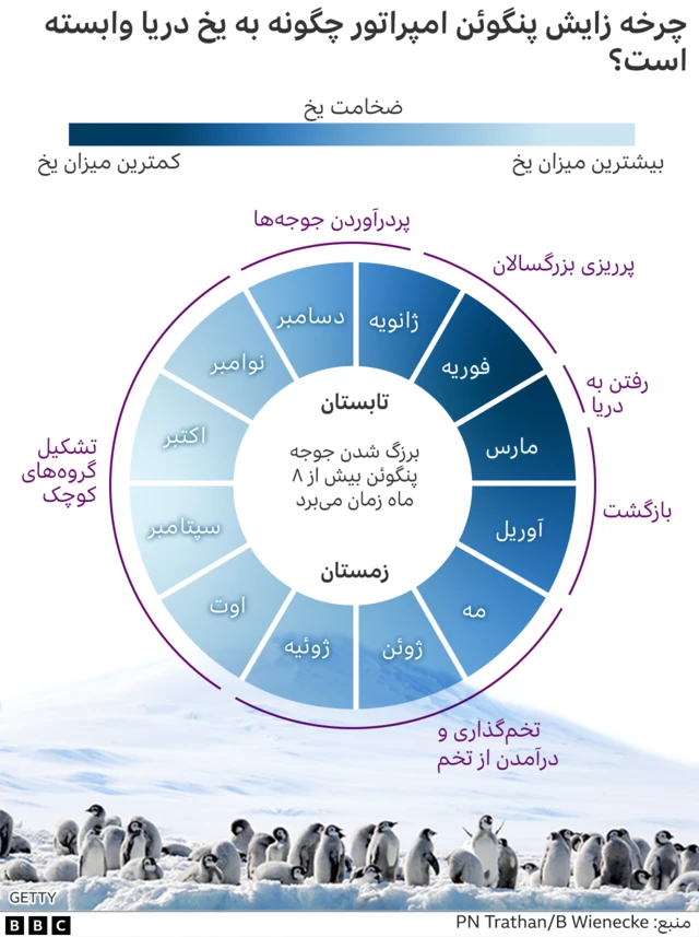 چرخه زایش پنگوئن ها