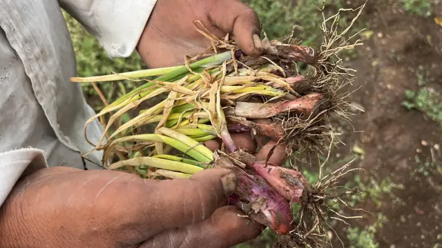 रामपुरी येथील शेतकऱ्यांनी 2 महिन्यांपूर्वी कांद्याची लागवड केली होती. सध्या कांदा सडला आहे.