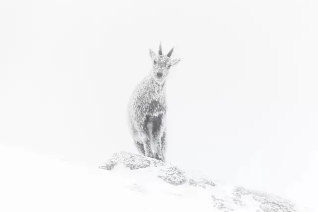 வன உயிர் புகைப்படக் கலைஞர் விருது