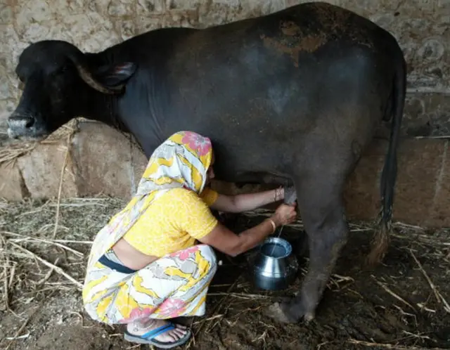 બનાસકાંઠાની મુખ્ય આર્થિક પ્રવૃત્તિઓ ખેતી અને પશુપાલન છે