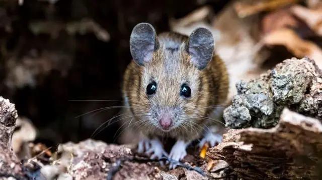 બીબીસી ગુજરાતી, વિજ્ઞાન, ઊંઘ, સ્મૃતિ, ઉંદર