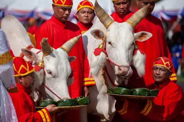 Bò trắng tham gia 'Lễ cày hoàng gia' ở Thái Lan