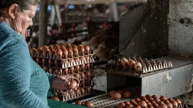 Uma mulher seleciona os ovos na granja.