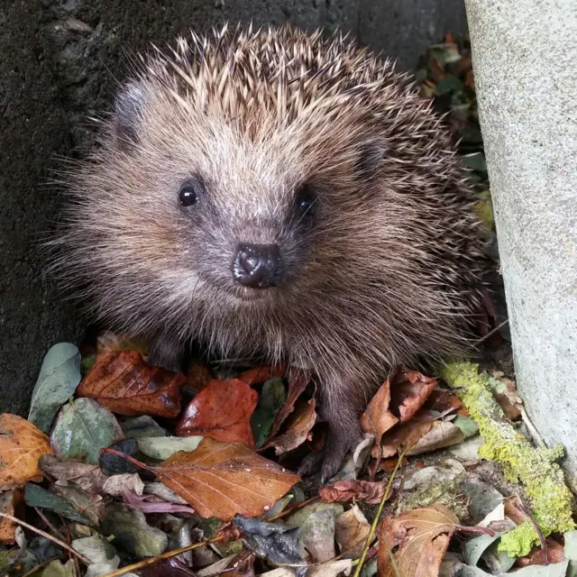 A hedgehog sits on a pile of brown leaves