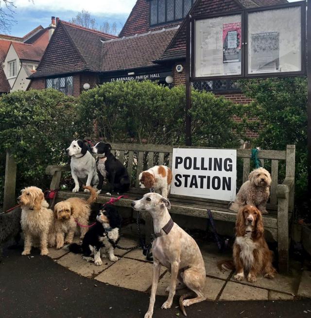 A number of dogs sit around a bench outside a polling station in Dulwich Village in London