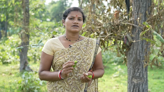 2015 पासून बचत गटाच्या माध्यमातून अधिक प्रमाणात महिला कोशाच्या व्यवसायात उतरल्या.