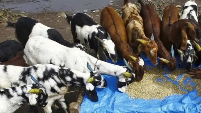 ਬੱਕਰੀਆਂ