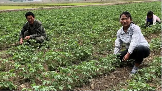 উত্তর কোরিয়ায় উৎপাদিত ফসল দেশটির চাহিদার জন্য যথেষ্ঠ নয়