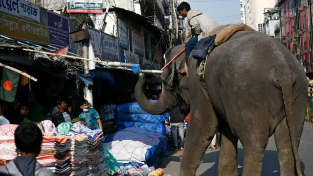 সার্কাস, ভ্রমণ, অর্থ উত্তোলনসহ বিভিন্ন উদ্দেশ্যে প্রায়ই এসব হাতির ব্যবহার দেখা যায়