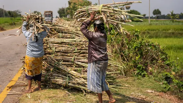 சர்க்கரை ஏற்றுமதிக்கு இந்தியா தடை விதித்தது ஏன்? இதன் விளைவுகள் என்ன?