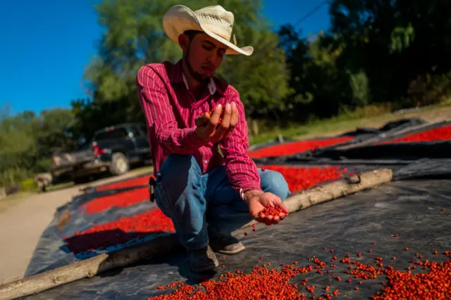 Um homem mostra frutas coletadasbetpix365 instagramSonora, no México.