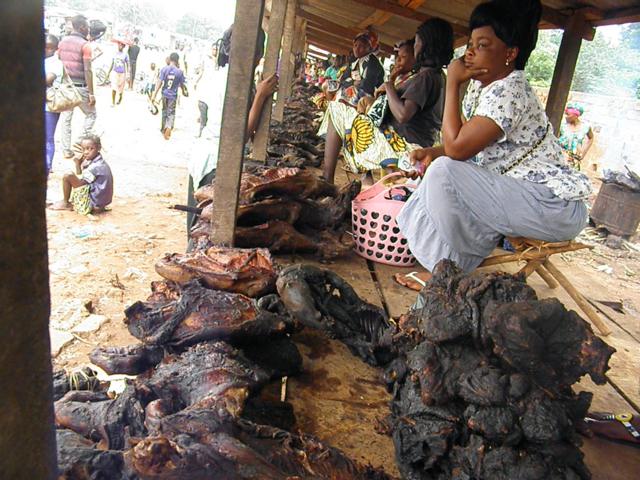 Le singe une viande tr s pris e en Centrafrique BBC News Afrique