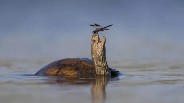 سلحفاة المستنقع