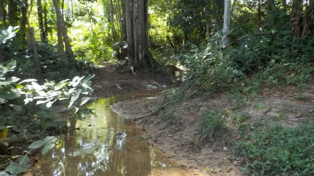 Pesquisadores analisaram peixesestrela bet confiavel12 locais nas bacias do rio Guamá e do Acará-Capim, no Pará