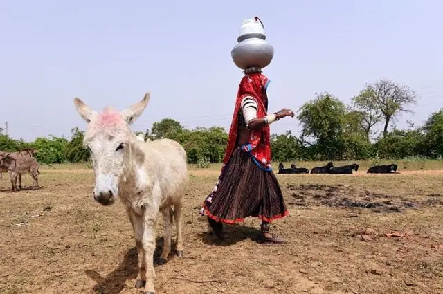 ગાયનું દૂધ