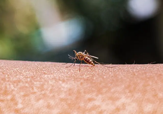 mosquitoes bite