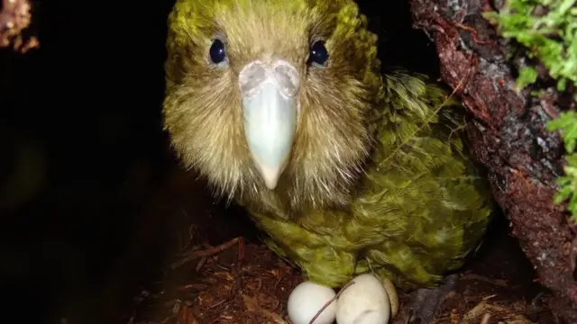 kakapo
