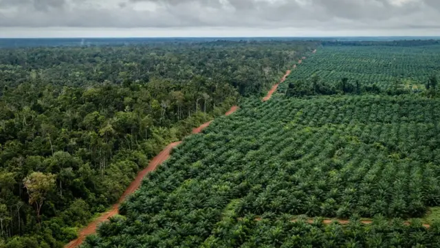 Papua, pembakaran hutan, Korindo, Korea Selatan, perkebunan sawit