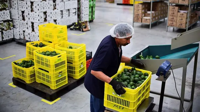 Aguacates de México