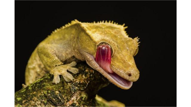 Gecko crestado de Nueva Caledonia