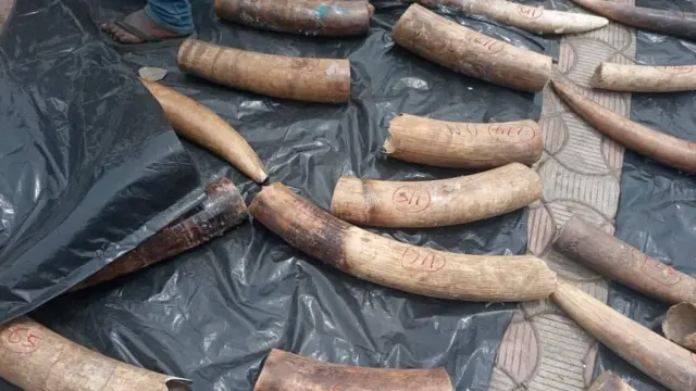 Pangolins in Nigeria