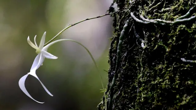Орхидея-призрак (надбородник безлистный) - одно из растений, что под угрозой исчезновения (сфотографирована в заповеднике в штате Флорида)