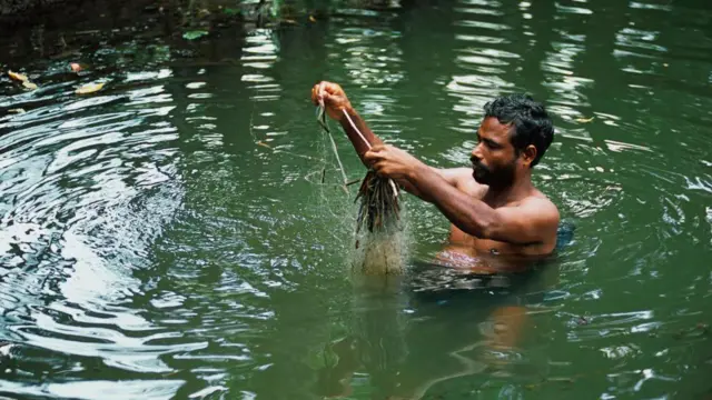 மூளையை தின்னும் அமீபா
