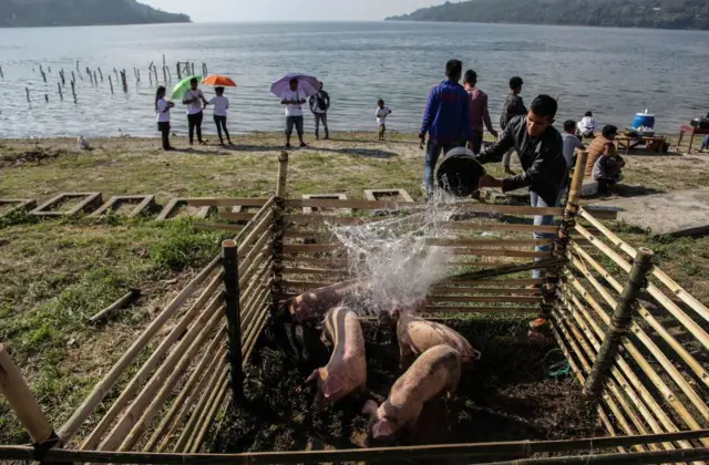 Peternakan babi di Sumatra Utara